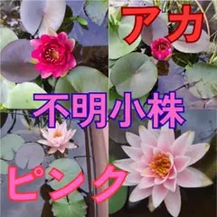 익명배송, 한정수량, 기간한정 수련, 재고미상 1개, 소량, 미곡, 모종