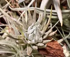 正規タグ ワイルドスワン'Wild Swan'(tillandsia チランジア - メルカリ