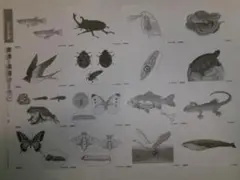 2026年最新】サピックス カード 動物 植物の人気アイテム - メルカリ