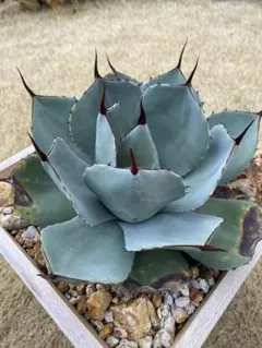 2026年最新】吉祥天錦の人気アイテム - メルカリ