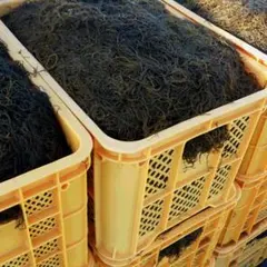 ◇即決◇フコイダン【ミネラル豊富】◆沖縄県産太もずく◆もずく1P塩蔵のサムネイル