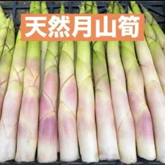 月山筍　根曲がり竹　姫竹　ネマガリタケ　森の凛さん採取しました　その2