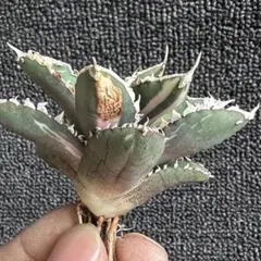 2026年最新】アガベ 狼人 錦の人気アイテム - メルカリ