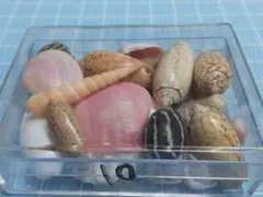 貝殻アソート⑩