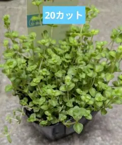리틀 프로기 20 컷 다육식물