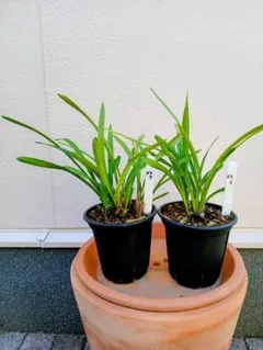 シンビジウム 純恋花 色不明 お得3鉢 メルカリ便 - メルカリ