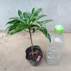 ゆげとん様 リクエスト 2点 まとめ商品