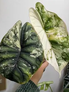 hinanami様 リクエスト 2点 まとめ商品