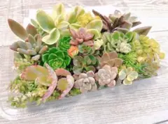 大特価パック⭐︎ 多肉植物/カット苗/寄せ植え/エケベリア/韓国苗/マクドガリー