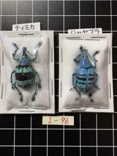 2026年最新】ホウセキゾウムシ 標本の人気アイテム - メルカリ