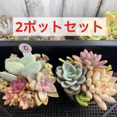 ③多肉植物【カット苗2ポットセットC】寄せ植え　エケベリア