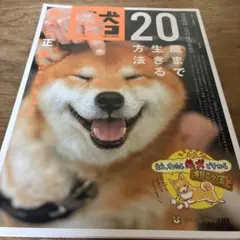 柴犬ライフ(4)2020年11月号
