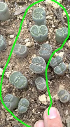 hdaj様 リクエスト 3点 まとめ商品