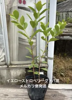 2026年最新】グァバ 苗木の人気アイテム - メルカリ