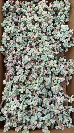 BS1309 ストロベリームース×32株 抜き苗 多肉植物 エケベリア 韓国苗