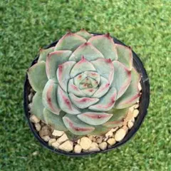 新入荷❣️シャンテ❣️現品 エケベリア 寄せ植え 多肉弁当 多肉植物