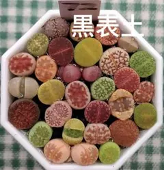 黒表土　土付き、S72　小玉カラフルセット多肉植物リトープス/コノフィツム抜き苗