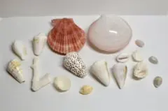 貝殻 17点セット シェル 天然 海 海岸 インテリア ハンドメイド
