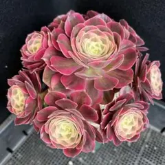 79 #多肉植物アエオニウム錦 ❤️雲彩❤️1大頭12cm 拔き苗 - メルカリ