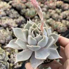 158.多肉植物＊紫久遠【根付き苗】優木園さん苗
