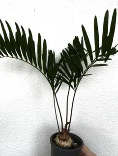 kunishiho様 リクエスト 2点 まとめ商品