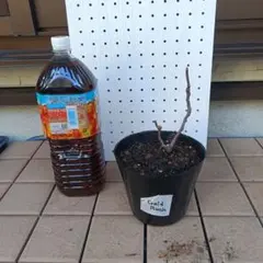 2026年最新】GOLD RUSH イチジクの人気アイテム - メルカリ