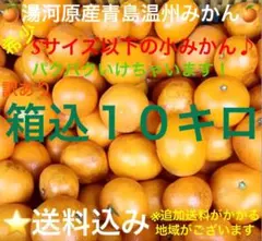 訳あり★産直Sサイズ以下10kg❻神奈川県湯河原産晩生ミカン青島温州みかん