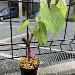 まーぼ様 リクエスト 3点 まとめ商品