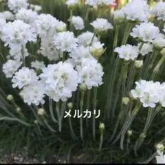 アルメリア苗　白色　ホワイト　株分け苗　耐寒宿根草　花苗　無農薬　花苗　白花のサムネイル