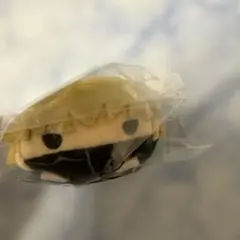 呪術廻戦　のるキャラマスコット狗巻棘