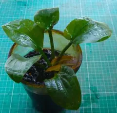 ゆゆゆぶり様 リクエスト 2点 まとめ商品