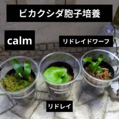 【超希少】 ホシクサ・クチホワイト　中株（6株以上）　おまけ付き　スネールなし 超希少】 ホシクサ・クチホワイト 中株（6株以上） おまけ付き