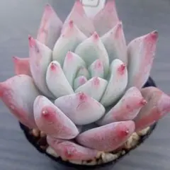 ゆきんこ様 リクエスト 4点 まとめ商品