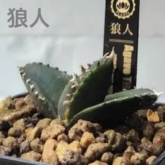 Fortuna Pianta様 リクエスト 4点 まとめ商品