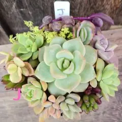 ♦️J♦️白牡丹　多肉植物 セダム 寄植え　細葉黄金万年草 抜き苗　カット