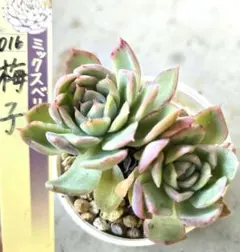 ❤️確認用❤️★F ミックスベリア❤️ウエディングベル❤️抜き苗♪✨メルカリ便✨札なし ☆ウエディングベル☆ミックスベリア☆おらいさん苗☆第4種郵便