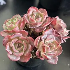 【サービス品@1800】ラウレンシス 2026年最新】ラウレンシス 多肉の人気アイテム - メルカリ