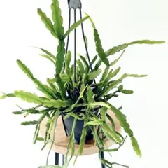 レア品種 フレボシア・ニコラスダイアモンド6号吊り鉢 シダ植物 - メルカリ