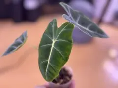 ベルガもっと様専用速達便アロカシア グリーンベルベット(D)