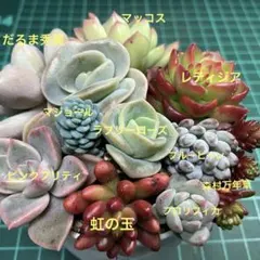 つぶつぶ多肉寄せ植え10種　R