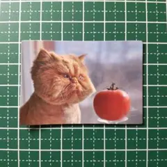 防水ステッカー　猫　動物　おもしろグッズ　J-062