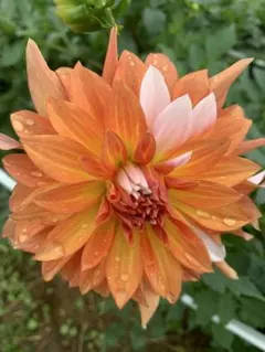 2026年最新】ダリア 球根 ナマハゲの人気アイテム - メルカリ