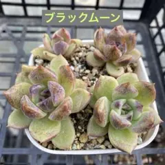 選抜株】多肉植物 エケベリア 25156 ブラック モンロー 1個 抜き苗
