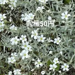 くどう　とも子様 リクエスト 2点 まとめ商品