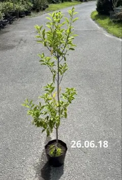 みんみん様専用 梅 苗木 露茜 つゆあかね 果樹 鉢植え 実付き - メルカリ