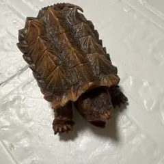 いきもの大図鑑　ワニガメ　ゴールデン　バンダイ　爬虫類のサムネイル