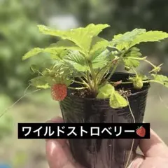 福岡S6号 イチゴ苗 1苗 - メルカリ
