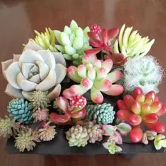 多肉植物 カット苗＊乙女心＊寄せ植えに