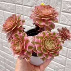 アエオニウム メープルリーフ 多肉植物 抜き苗 - メルカリ