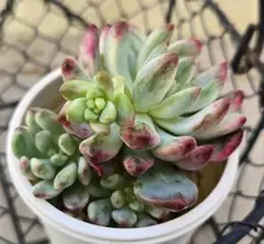 2026年最新】メデューサ錦の人気アイテム - メルカリ